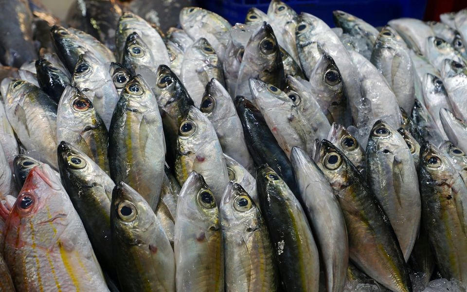 Fresh mackerel and snapper on ice at a Phuket fish market